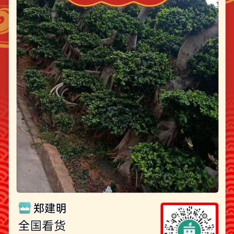 福建榕树产地直发全国发货大量有货