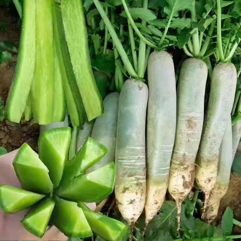 潍县萝卜口感脆甜微辣水果萝卜，潍坊青萝卜