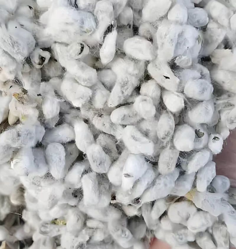 新疆棉脱绒一级棉子压制籽饼适合五谷杂粮，果蔬花卉药材底肥