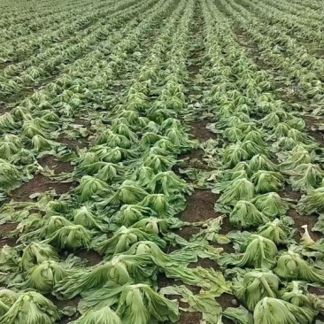 肉芥菜，现货100亩大基地，诚信合作