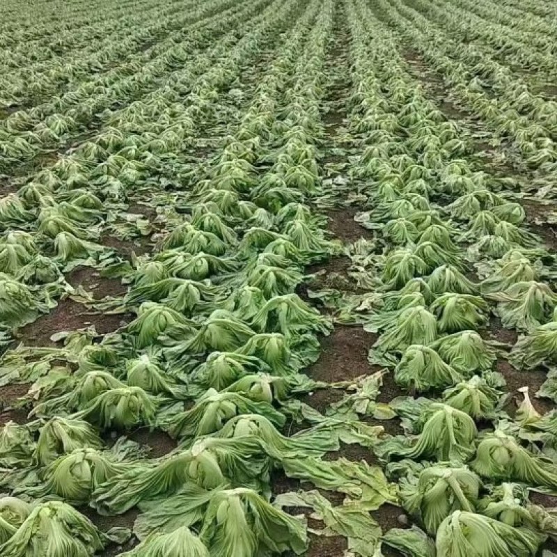 肉芥菜，现货100亩大基地，诚信合作