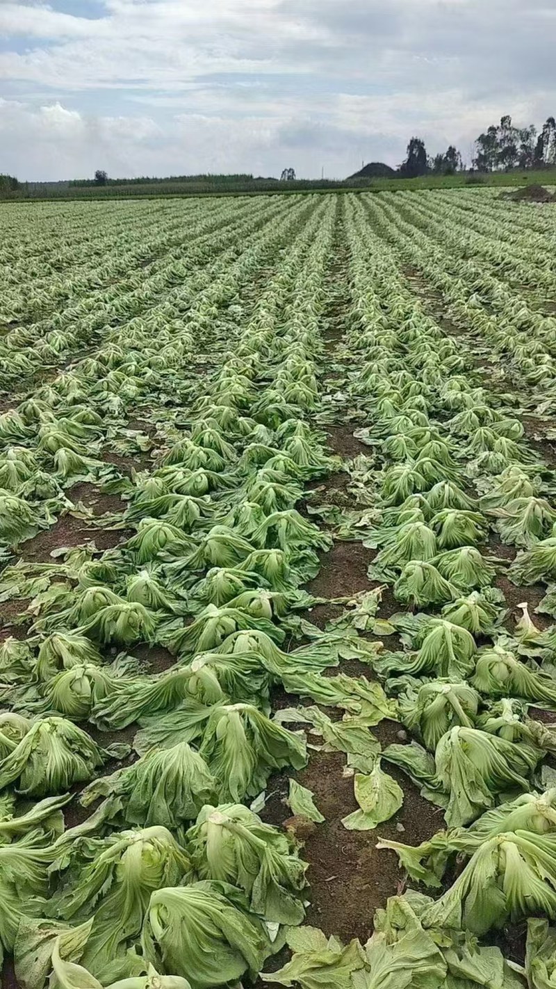 肉芥菜，现货100亩大基地，诚信合作