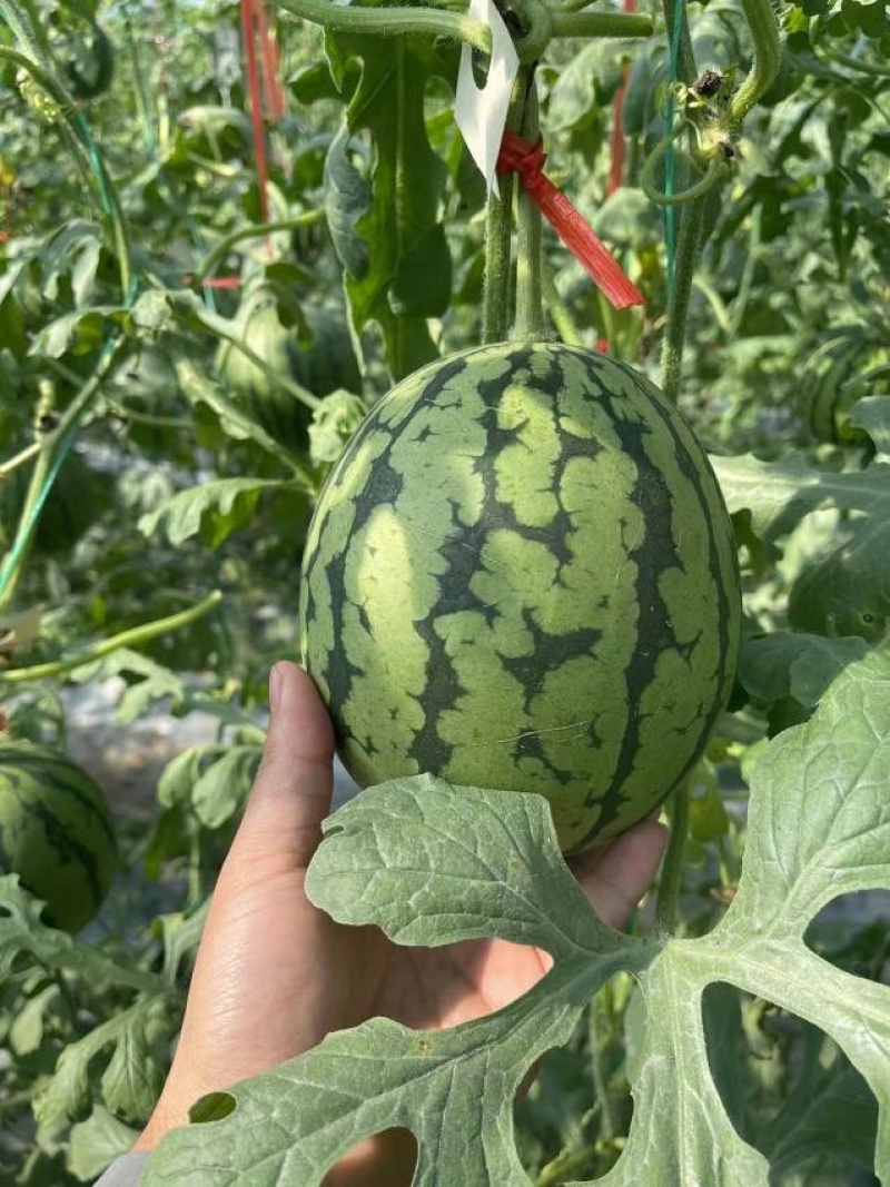 潍坊西瓜L600西瓜小糖丸2k西瓜大量供应。
