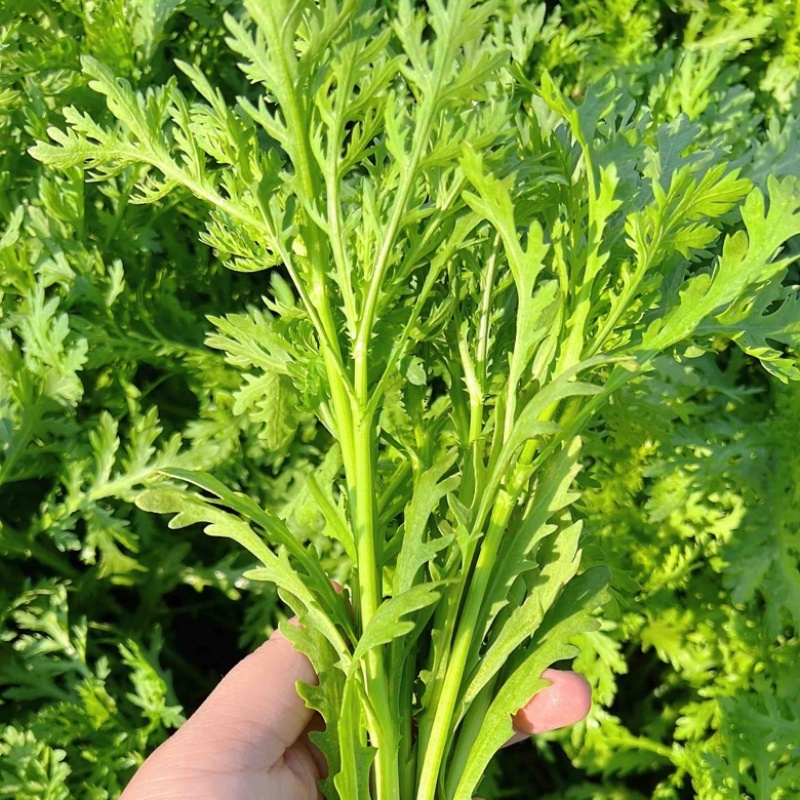 茼蒿30~35cm大量供应潍坊茼蒿，精品茼蒿菜