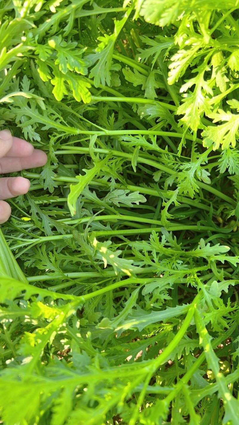 茼蒿30~35cm大量供应潍坊茼蒿，精品茼蒿菜