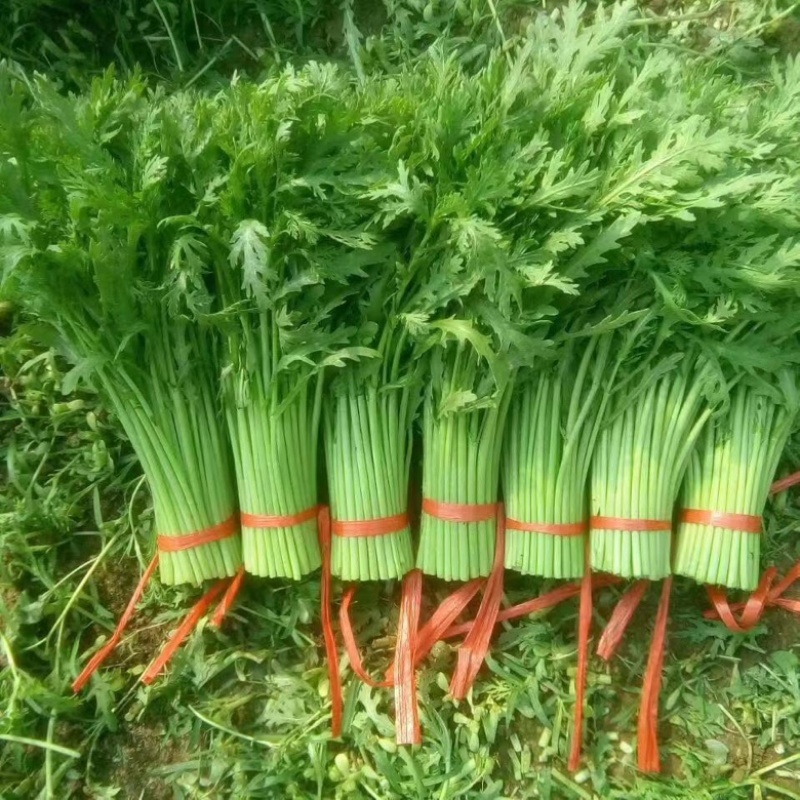 茼蒿30~35cm大量供应潍坊茼蒿，精品茼蒿菜