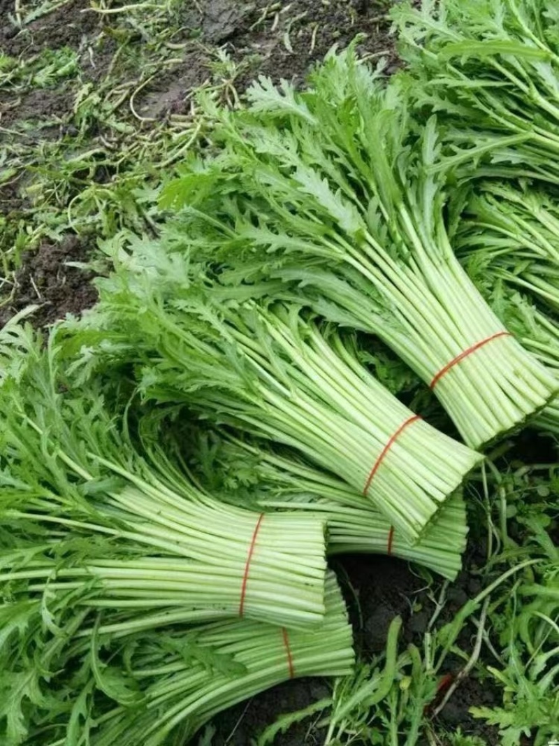 茼蒿30~35cm大量供应潍坊茼蒿，精品茼蒿菜