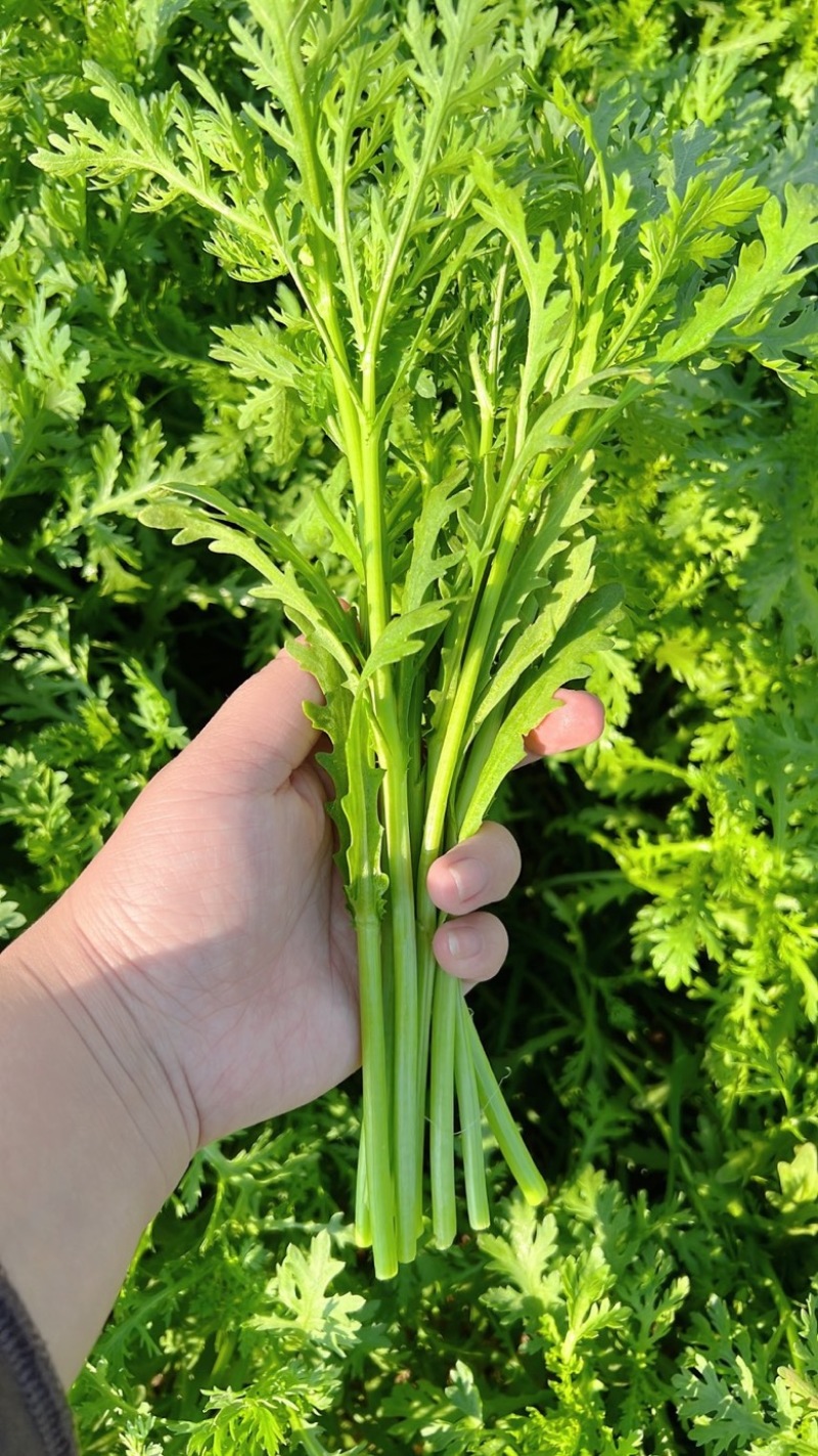 茼蒿30~35cm大量供应潍坊茼蒿，精品茼蒿菜
