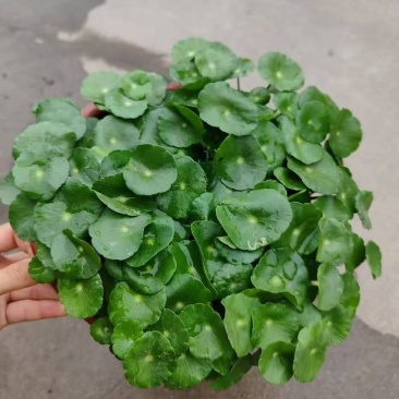 铜钱草，12盆装，8元
