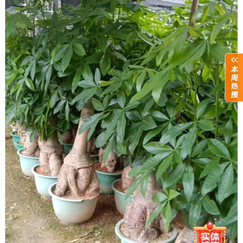 /福建省漳州市古雷经济开发区榕树直销充足全国发货欢迎购物