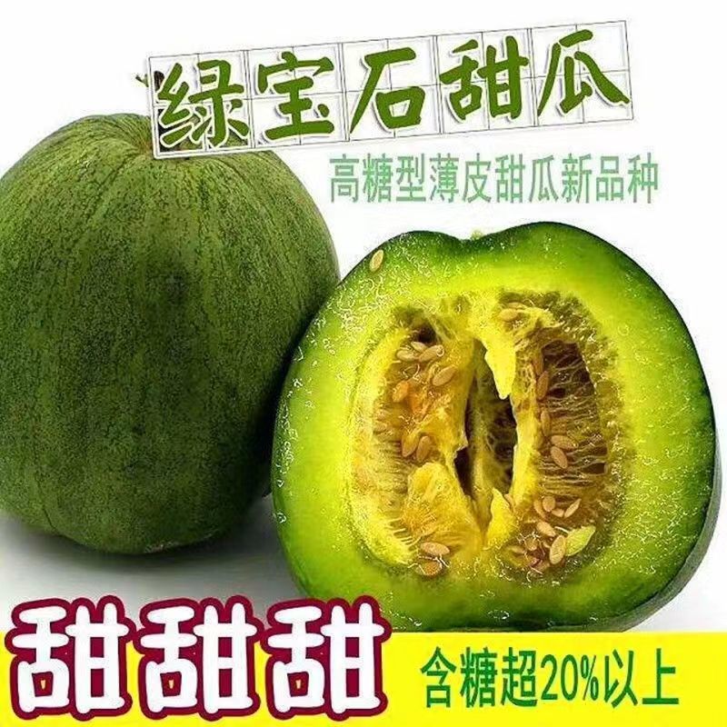 嫁接甜瓜苗甜瓜苗嫁接绿宝甜瓜苗