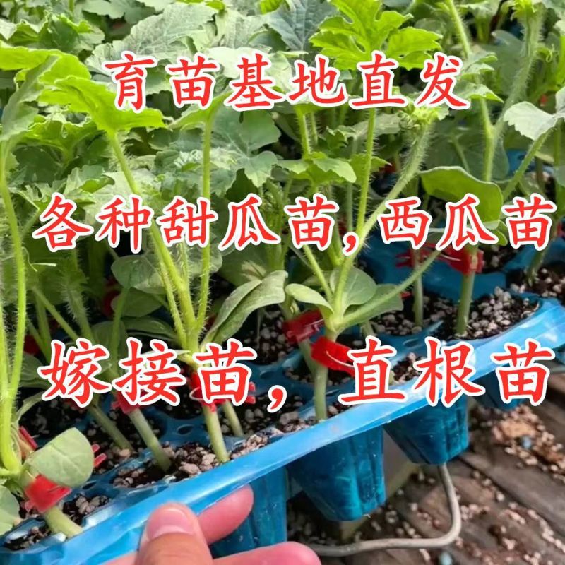 嫁接甜瓜苗甜瓜苗嫁接绿宝甜瓜苗