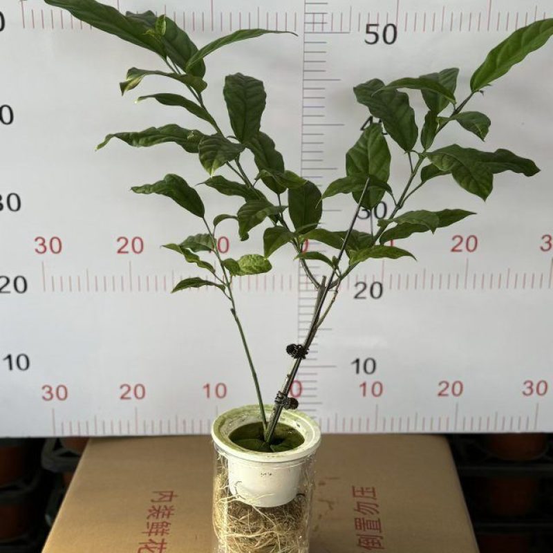 110水培垂丝茉莉！花穗出来啦！单价13.6元一件24