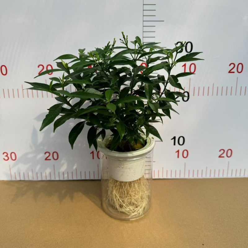 110纯水培风车茉莉！根系超漂亮单价15.6元