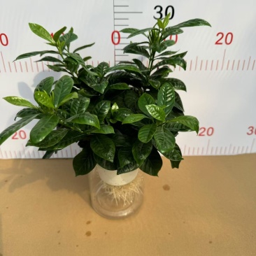 110纯水培栀子花！株型茂盛！叶色黑绿！根系超漂亮！