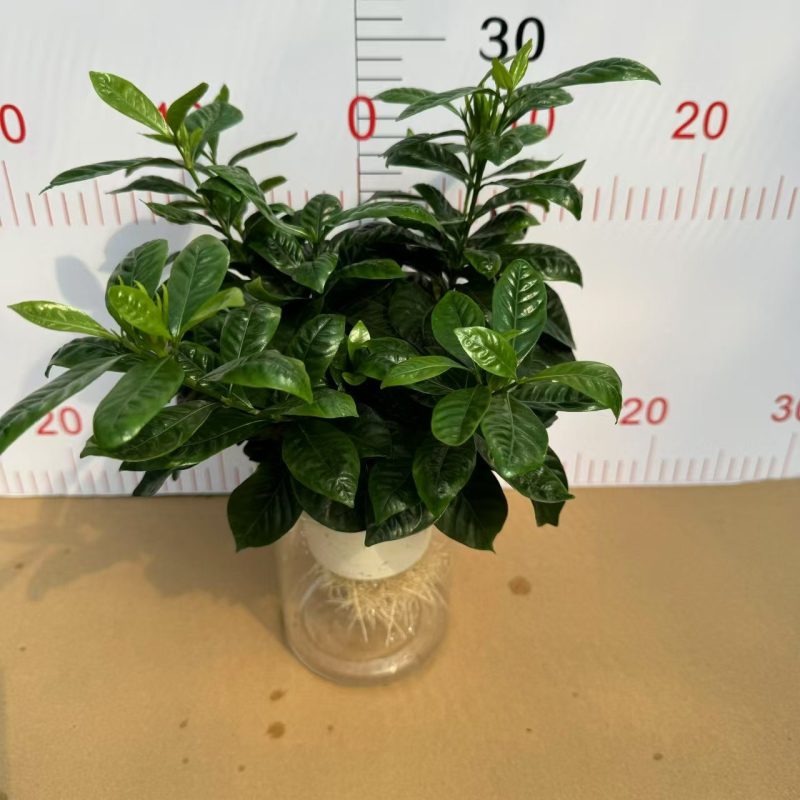 110纯水培栀子花！株型茂盛！叶色黑绿！根系超漂亮！