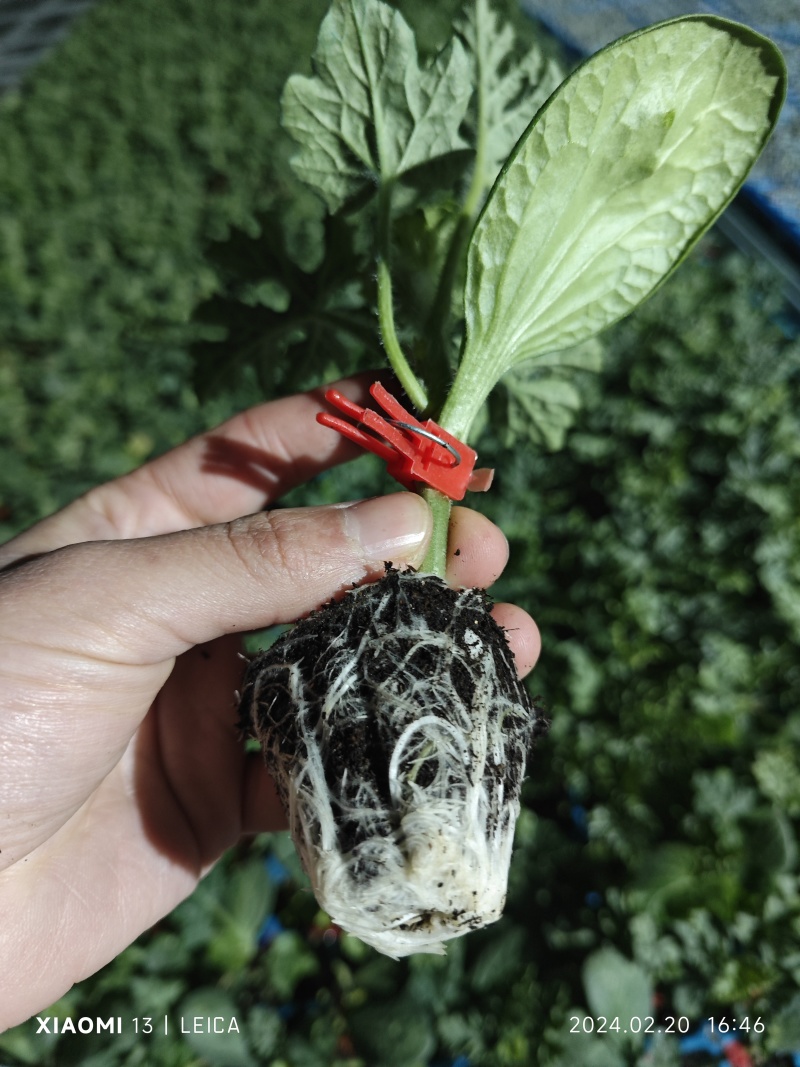美都西瓜苗嫁接西瓜苗嫁接美都西瓜苗