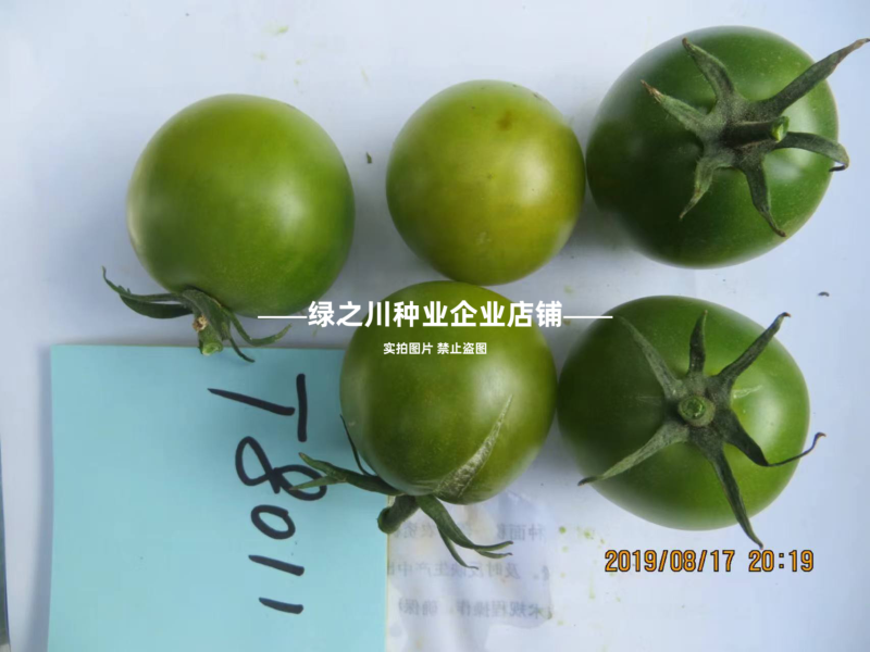 绿珍珠水果番茄种子绿色樱桃番茄种籽贼不偷番茄种子酸甜浓郁