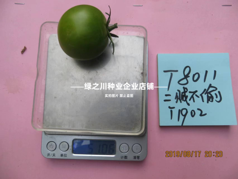 绿珍珠水果番茄种子绿色樱桃番茄种籽贼不偷番茄种子酸甜浓郁