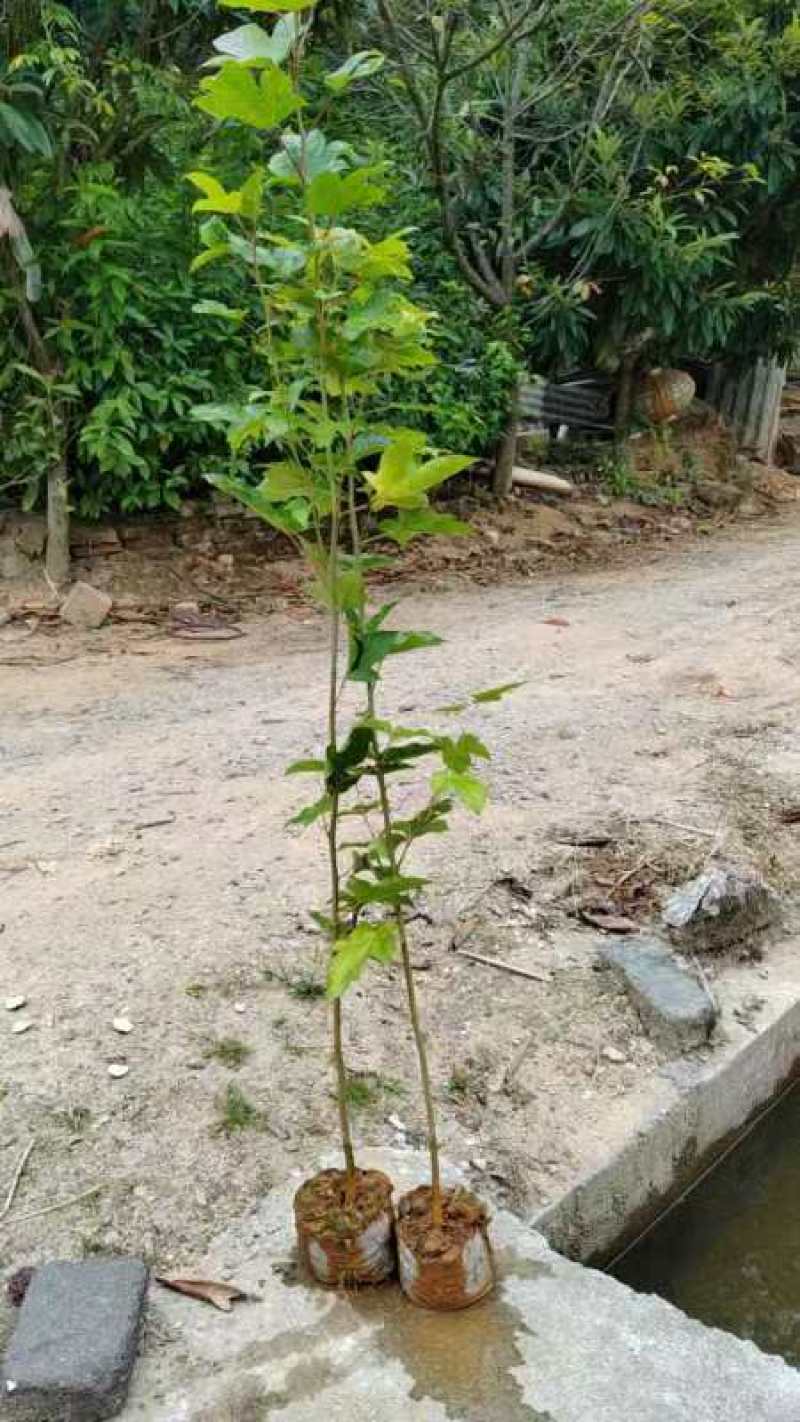 造林防火苗木，枫香袋苗，裸根苗，各规格品种都有货