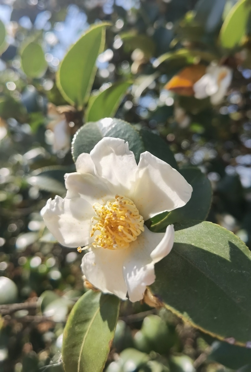老茶油