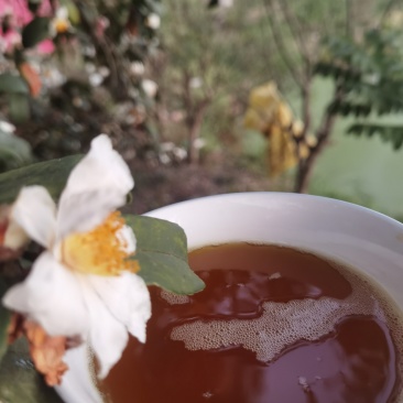 老茶油