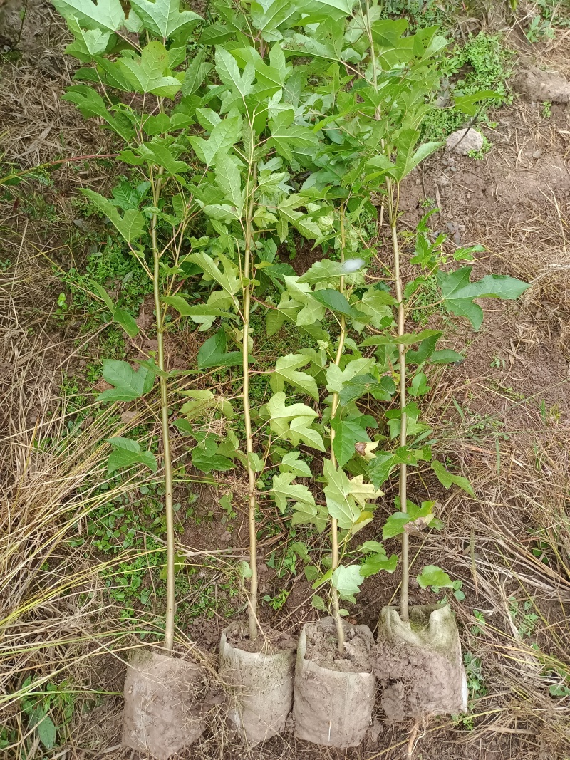 造林防火苗木，枫香袋苗，裸根苗，各规格品种都有货