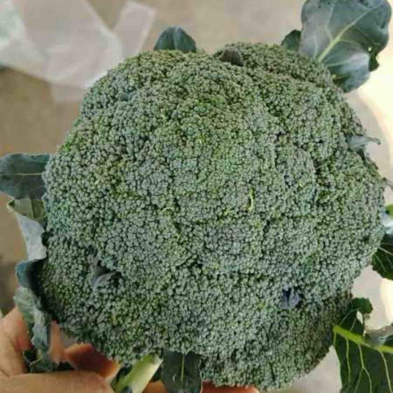 【优选】优质西兰花-产地直发价格优惠-可对接商超