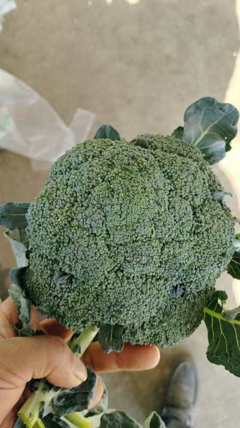 【优选】优质西兰花-产地直发价格优惠-可对接商超