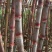 红皮甘蔗四川红皮甘蔗一手货源品质保证可视频欢迎