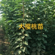 专业培育品种大樱桃苗，根系发达，建园成活率高