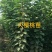 专业培育品种大樱桃苗，根系发达，建园成活率高