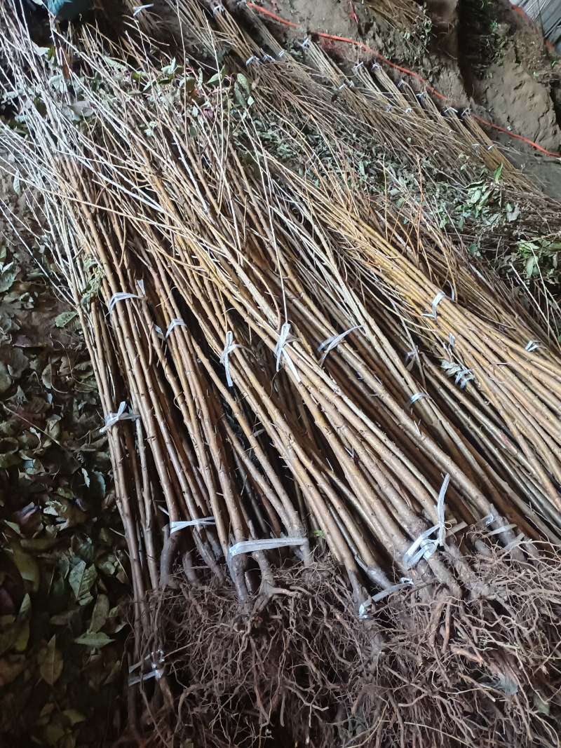 专业培育品种大樱桃苗，根系发达，建园成活率高