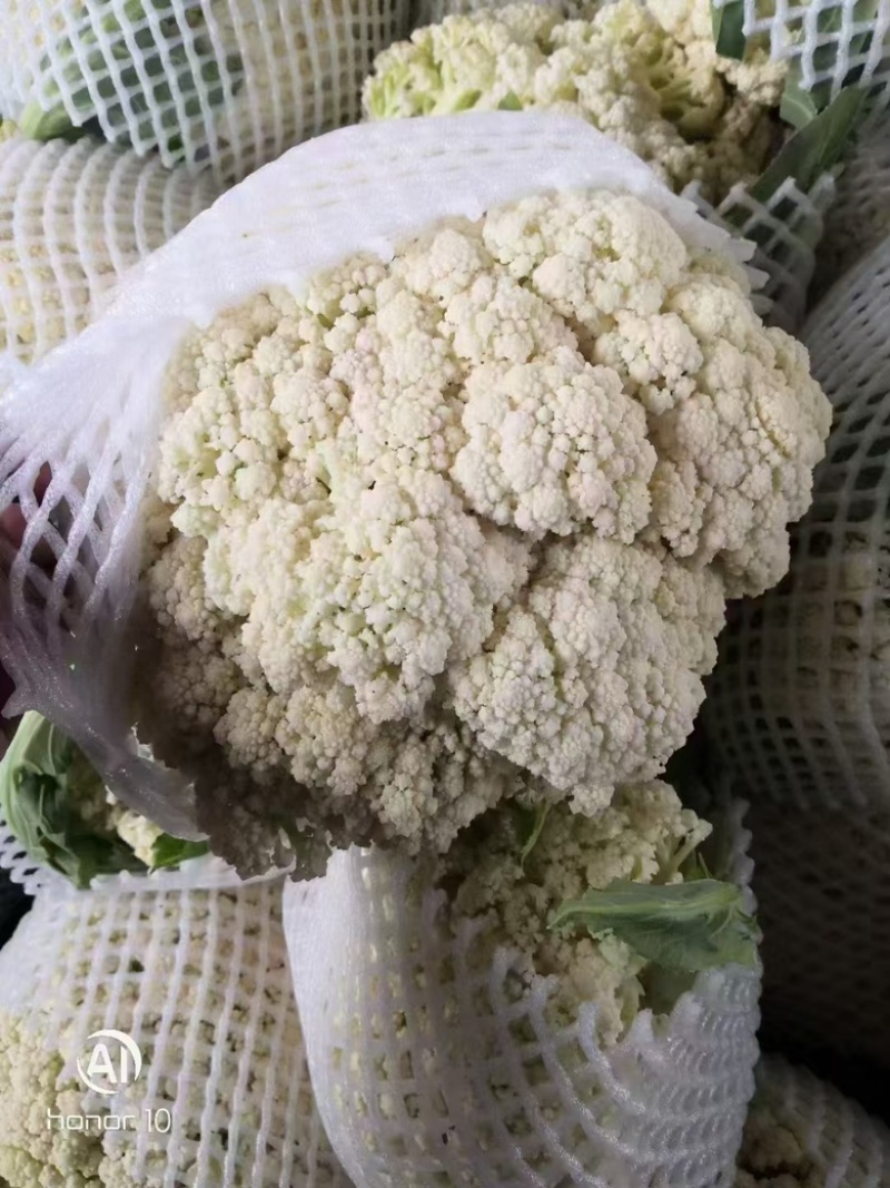 精品河南焦作有机花菜现货供应电商加工厂货源充足