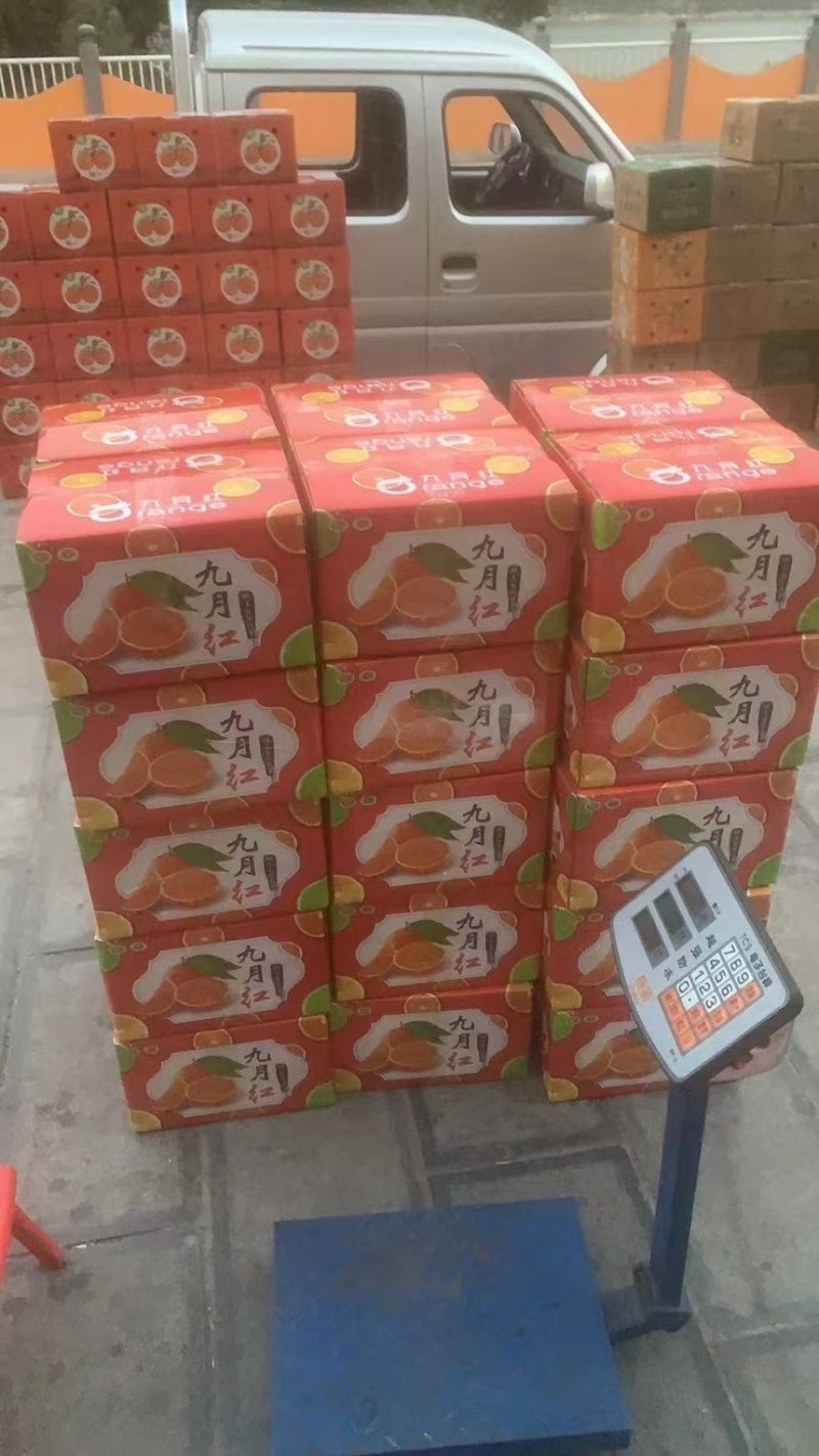 【秭归脐橙】湖北宜昌脐橙欢迎实地考察可全国发货