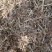 生产花生饲料