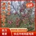 汉源高山，野生冰糖心苹果，自然成熟，足季采摘