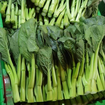 广东菜心精品货源湖北产地直发欢迎来电咨询选购