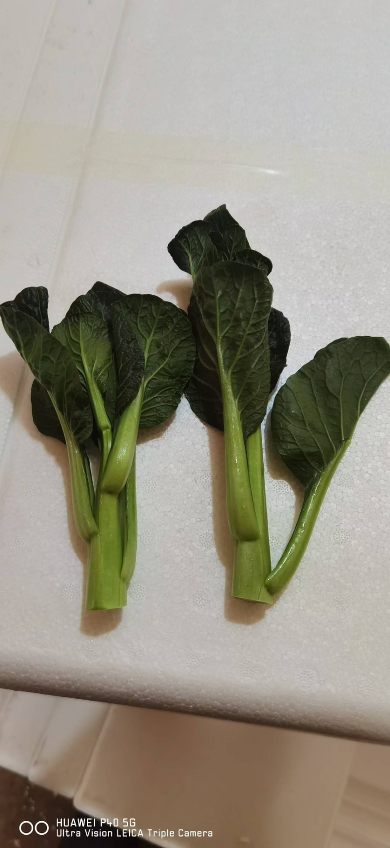 广东菜心精品货源湖北产地直发欢迎来电咨询选购