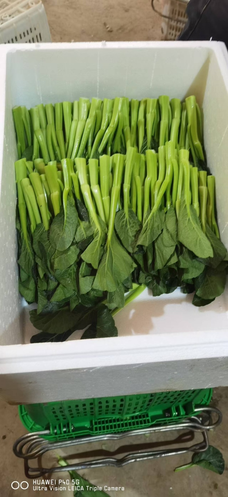 广东菜心精品货源湖北产地直发欢迎来电咨询选购