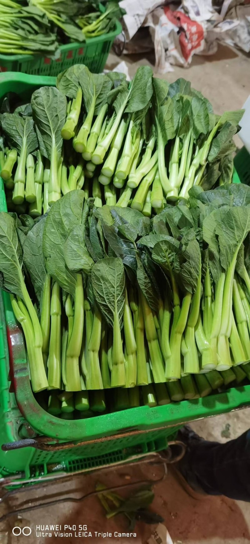 广东菜心精品货源湖北产地直发欢迎来电咨询选购