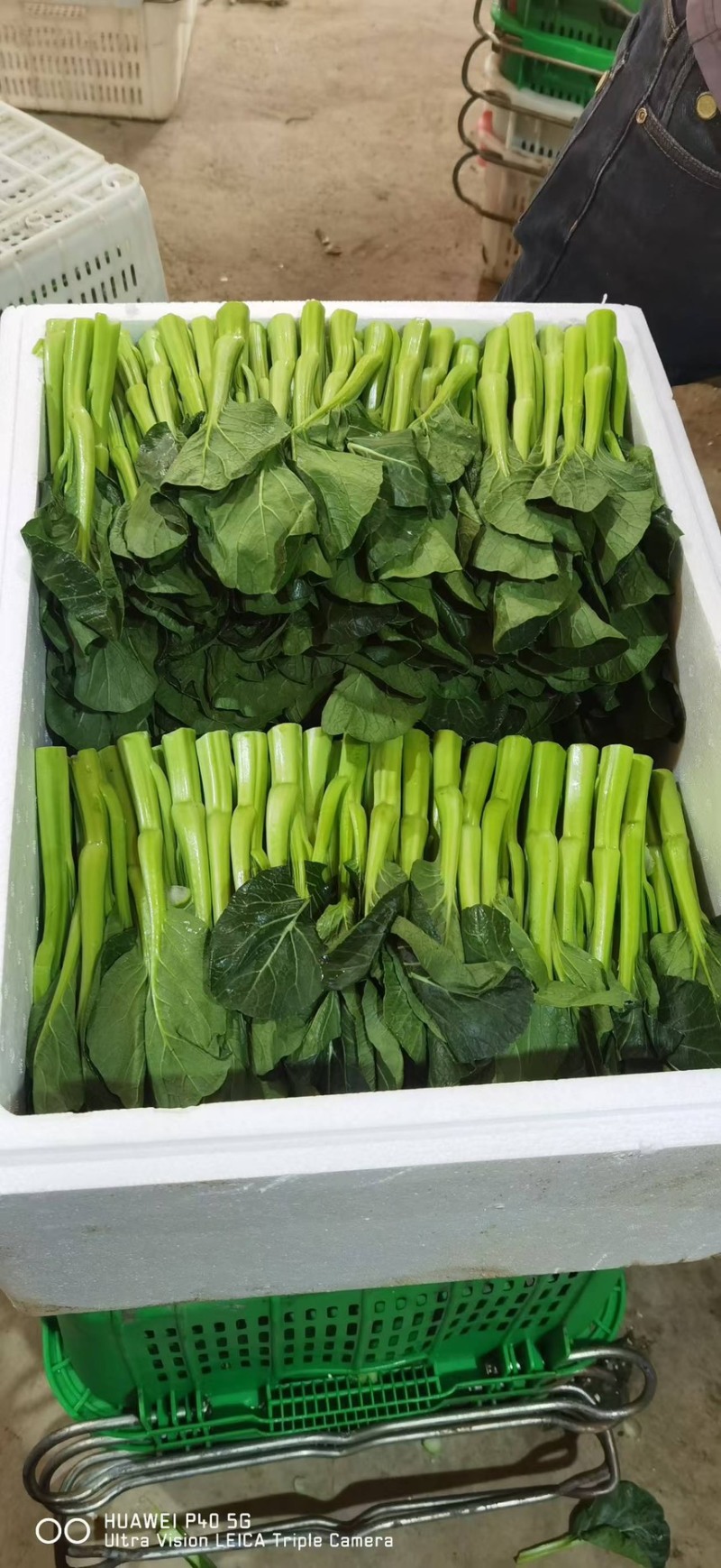 广东菜心精品货源湖北产地直发欢迎来电咨询选购