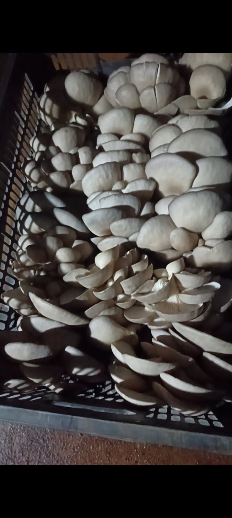 鲜平菇