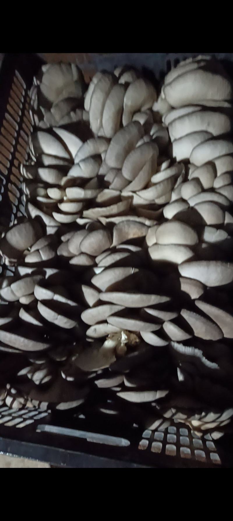 鲜平菇