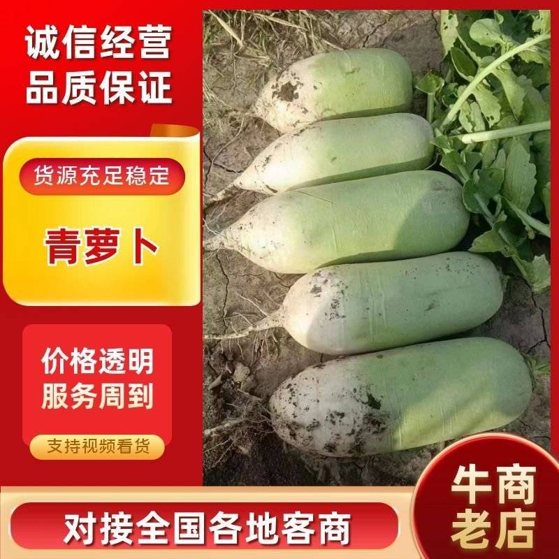 青萝卜产地直发一手货源大量上市口感脆甜欢迎采购