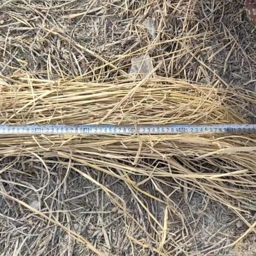 天津治沙稻草