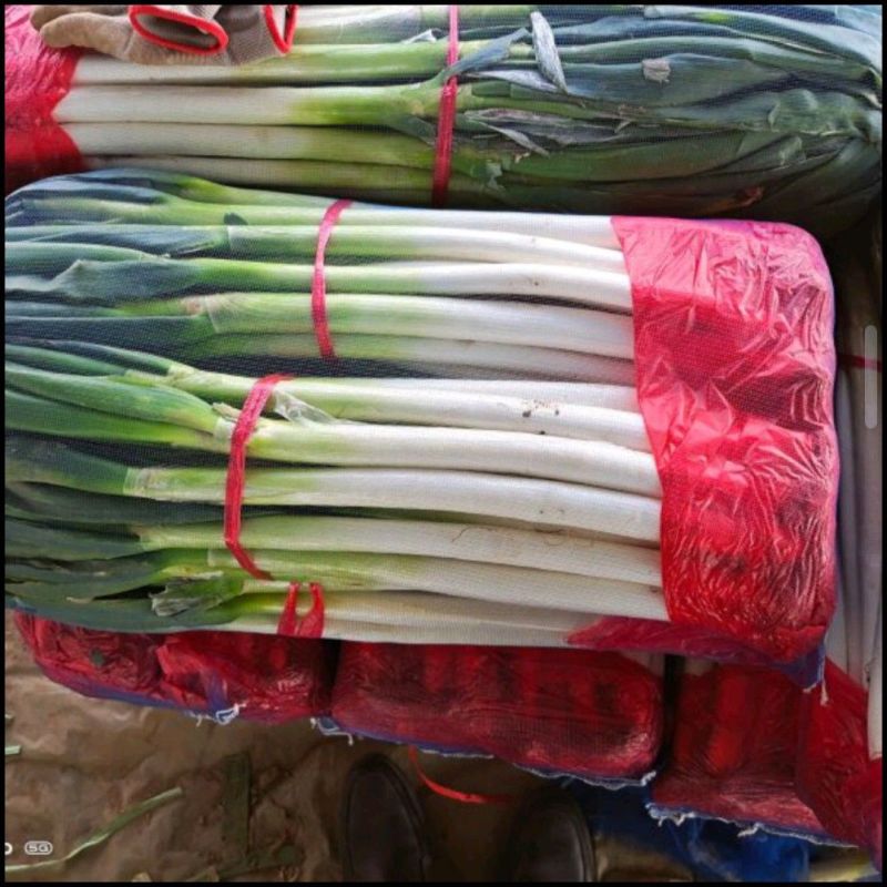 河北精品铁杆大葱大葱大量现货全国发货保质保量