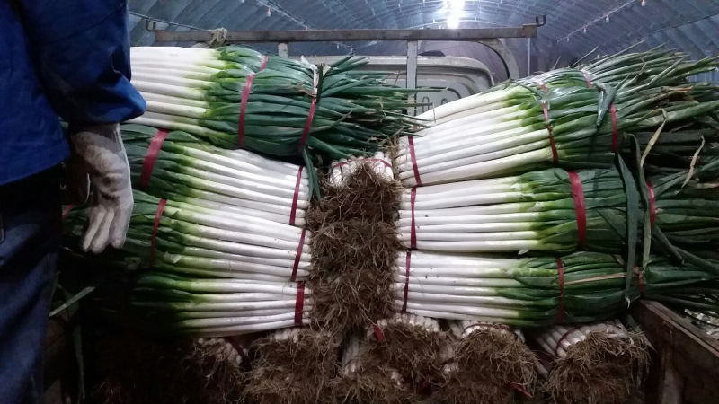 河北精品铁杆大葱大葱大量现货全国发货保质保量