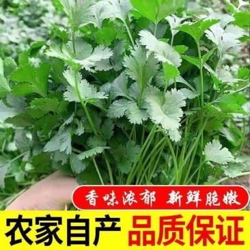 精品香菜，产地货源，价格便宜，诚信经营，欢迎选购