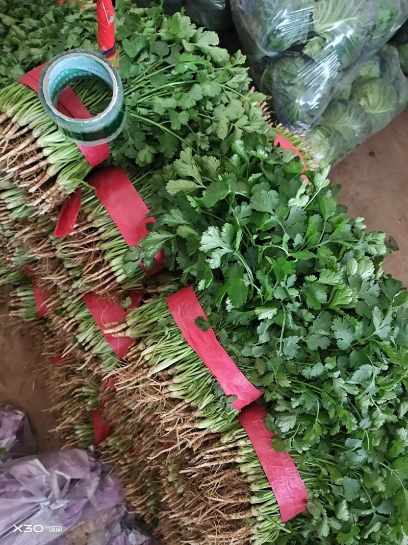 精品香菜，产地货源，价格便宜，诚信经营，欢迎选购